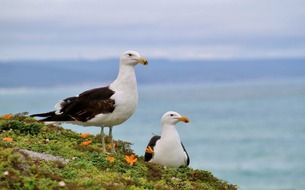 two seagulls on rock at ocean