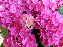 bale stock hydrangea