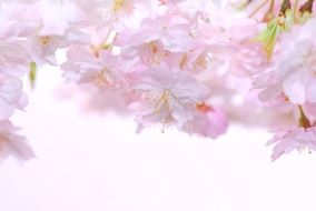 delicate pink flowers in spring