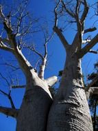 Large baobab trees