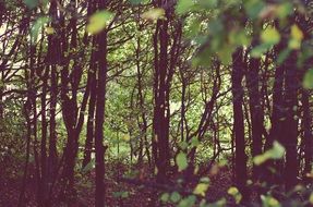 dense forest at autumn