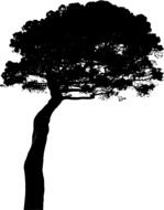 pine tree as a graphic illustration