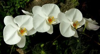 white orchids are ornamental flowers