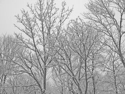 snow-covered trees