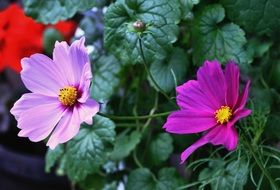 Green bushes plants with pink flowers