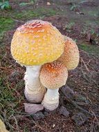 Toadstool on the ground in the forest