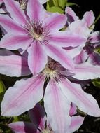 pink and white clematis buds