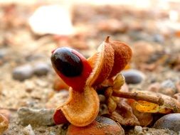 seedpod in nature