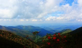 red rose mountain landscape