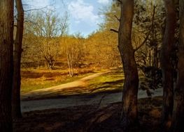 forest hiking trail