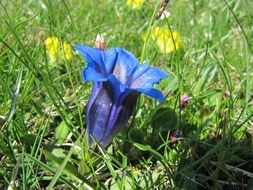 blue gentian