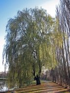 old willow at water on sunny autumn day, germany, bavaria