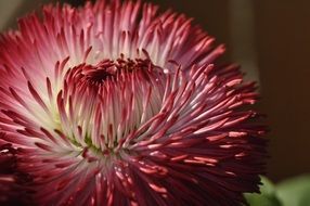 closeup photo of filigreed garden flower in spring