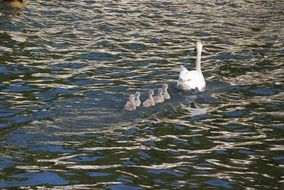 swans in a water