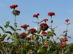 Picture of zinnia flowers