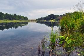 vegetation in a calm river