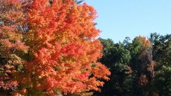 bright orange autumn tree