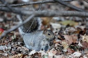 squirrel in an autumn forest