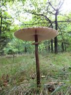 giant screen fungus mushroom