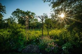 overgrown garden