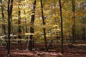 autumn forest leaves