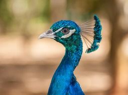 blue peacock with feathers on the head