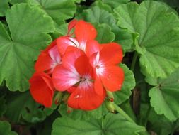 Crane's-bill, geranium, red flowers