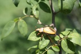 beetle in the wild close-up
