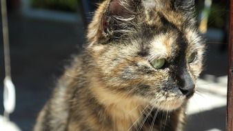 cat face close up
