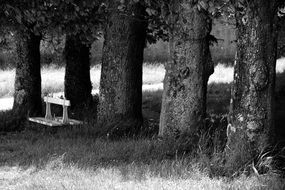 Black and white photo of the woods in the park