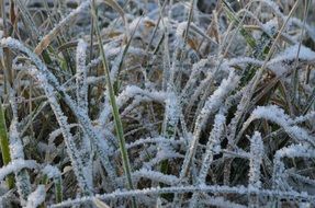 long grass in frost