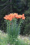 orange lily bush