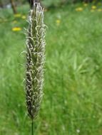 White and green plant