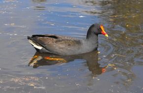 dusky moorhen on water, australia’s native bird