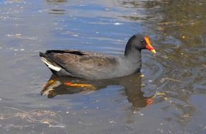 dusky moorhen on water, australiaâs native bird