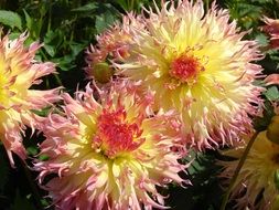 Close-up of the beautiful colorful dahlia flowers