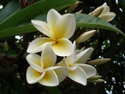 plumeria asian flower