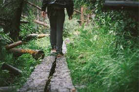 boards for walking in forest