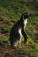 Cute penguin on the grass in the wild