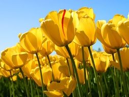 Yellow tulip flowers