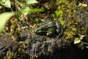 a large toad rests on the stone