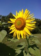 sunflower on a stalk on a clear sunny day