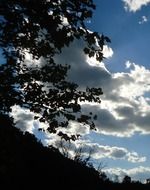 white clouds in the sky behind tree branches