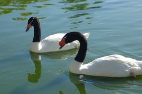 white swans with black neck