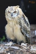 eurasian eagle owl