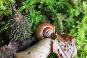 brown snail on the moss in the forest