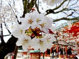 sakura tree blossoms at oriental temple