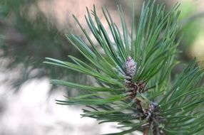 pine tree needles close-up