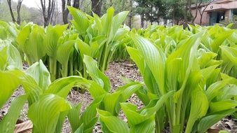 green sprouts in spring