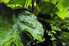 Water drops on the green vine